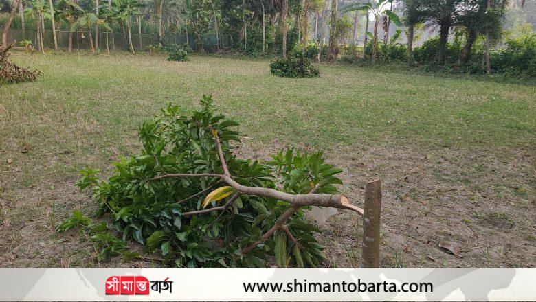 নলতায় রাতের আঁধারে একাধিক আম ও মেহগনি গাছ কেটেছে দুর্বৃত্তরা