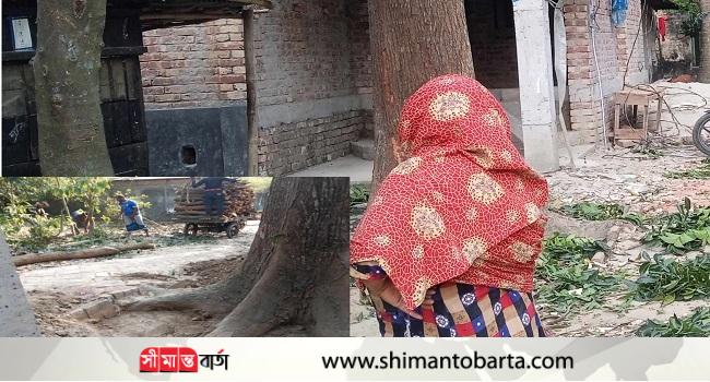 দেবহাটায় রাস্তার ধারে গাছ কেটে আত্মসাতের অভিযোগ