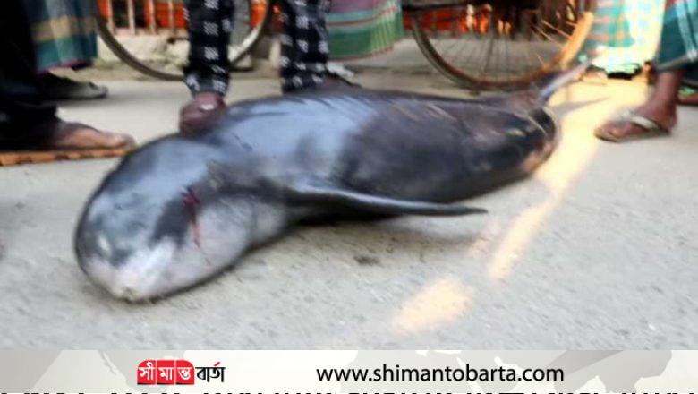 ইছামতি নদীতে ভেসে আসলো মৃত ডলফিন মাছ