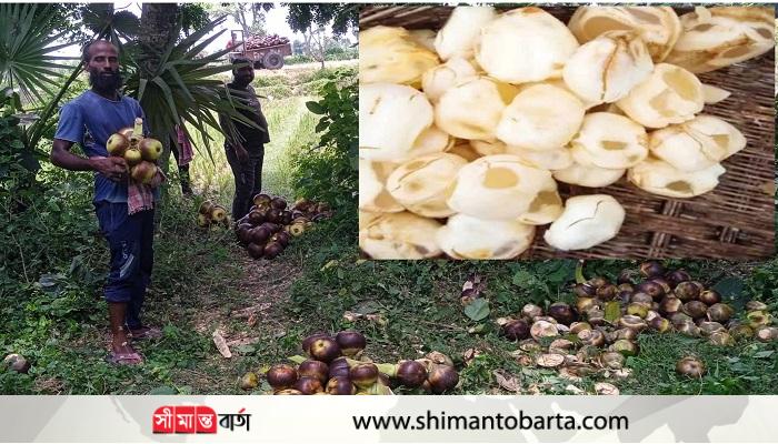 গ্রীষ্মকালের তপ্ত গরমে নরম তুলতুলে, রসালও মিষ্টি তালের শাঁস