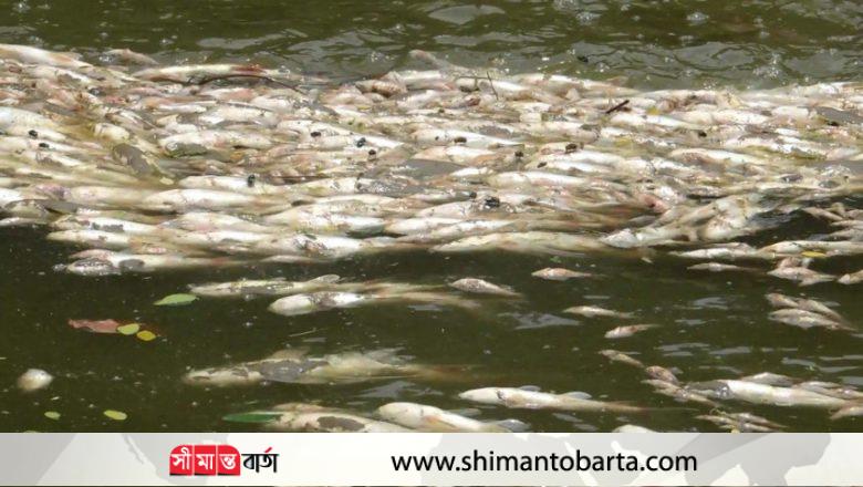 সখিপুরে গ্যাস ট্যাবলেট প্রয়োগে শতমন মাছ ধবংস